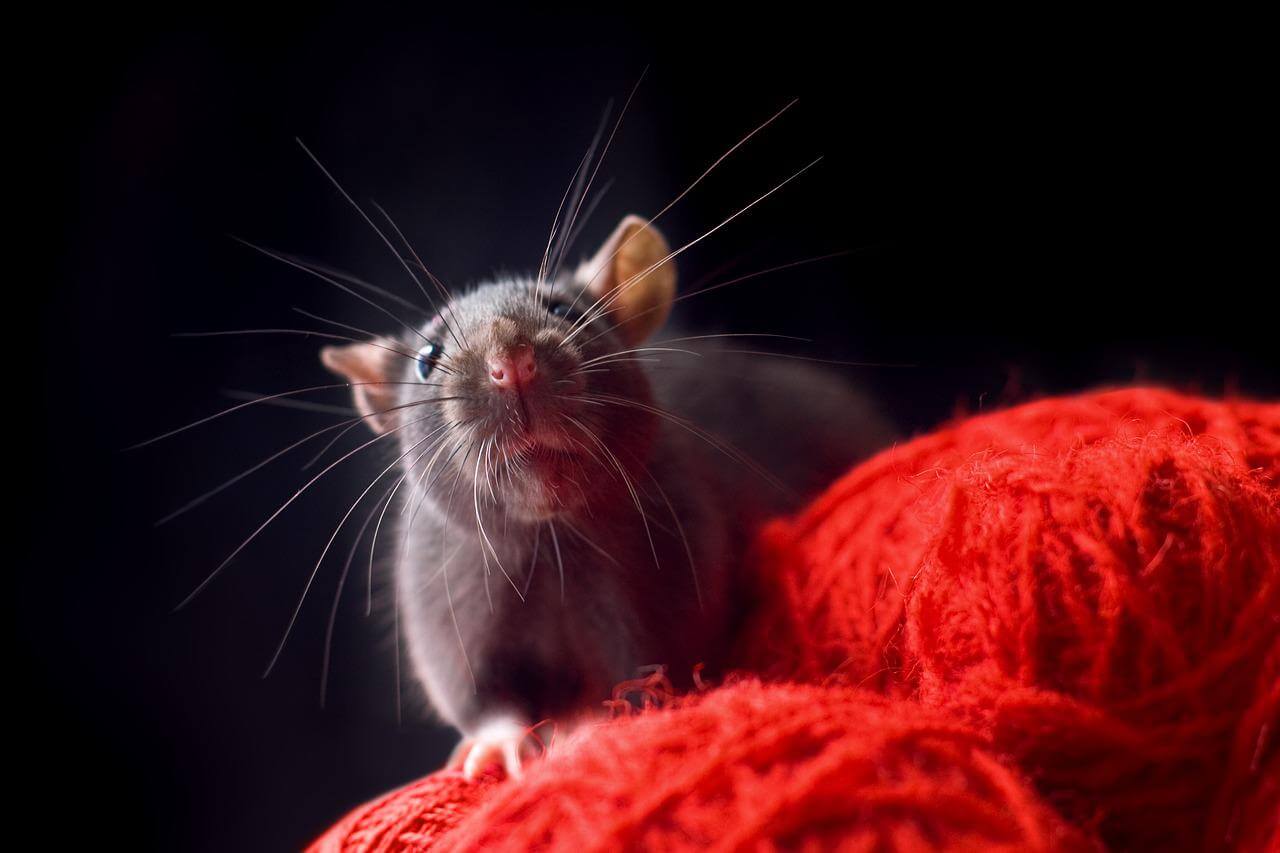 Répulsif rats et souris ultrason, 1 pièce, taille unique